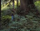 1992 big cedar near debeck widgeon pass on fools gold route