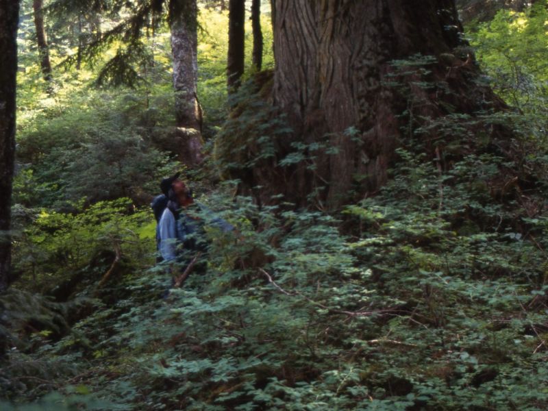 1992 big cedar near debeck widgeon pass on fools gold route