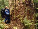 1993 big hemlock tree in cedar spirit grove   boise valley