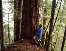 1993 big doug fir in lower debeck valley