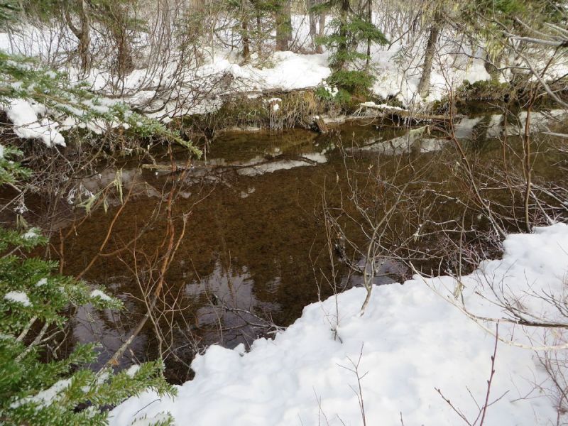 paranoidswampcrossing